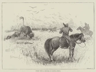 Lotta con un bufalo in Sudafrica